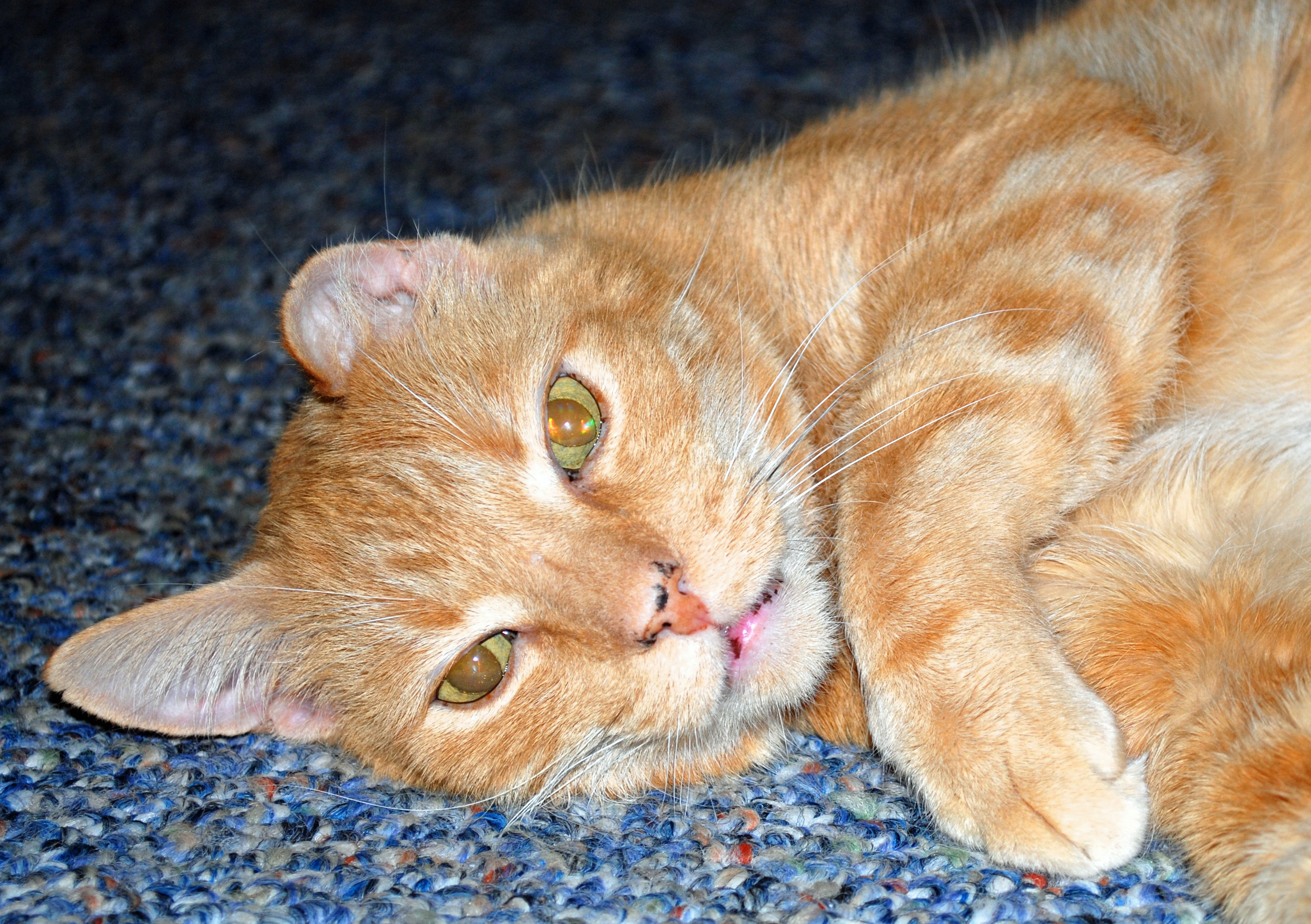 Jasper Kitty