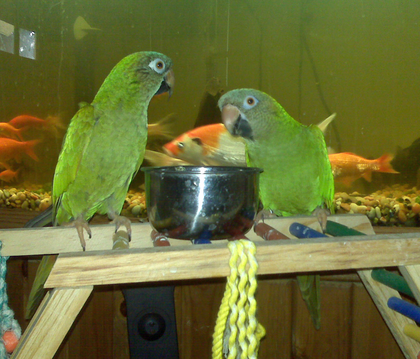 date night baby jewels & polly