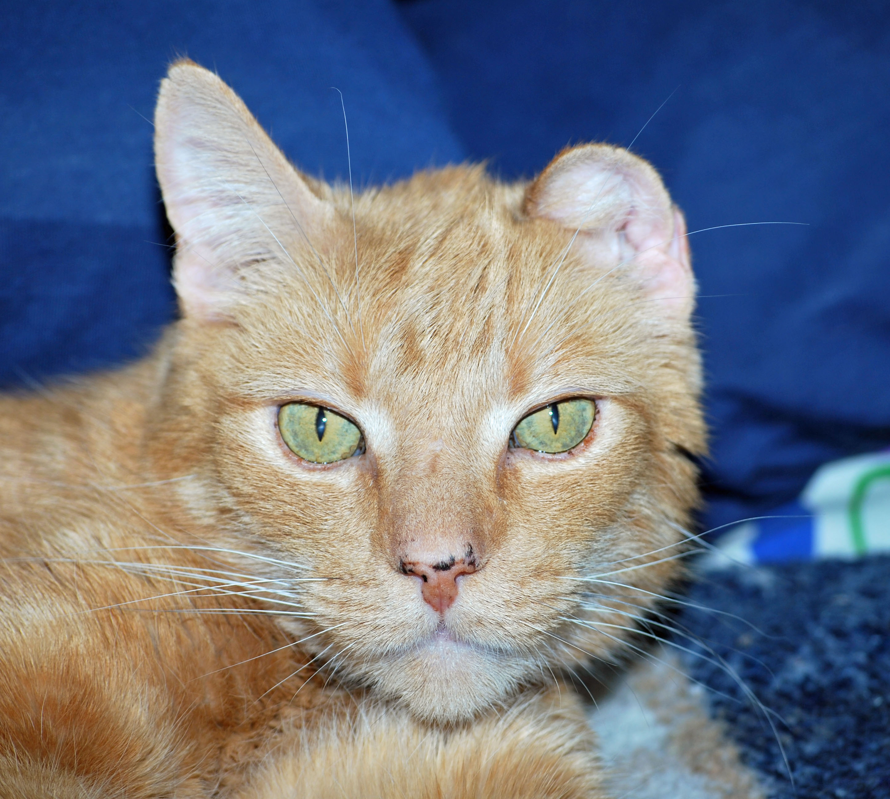 jasper kitty